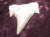 Fossil - Shark Tooth - Otodus - 45mm