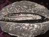 Fossil - Orthoceras - Large
