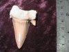 Fossil - Shark Tooth - Otodus - 50mm