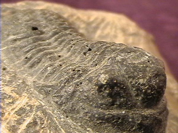 Fossil - Trilobite - Phacops - 25mm