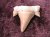 Fossil - Shark Tooth - Otodus - 22mm