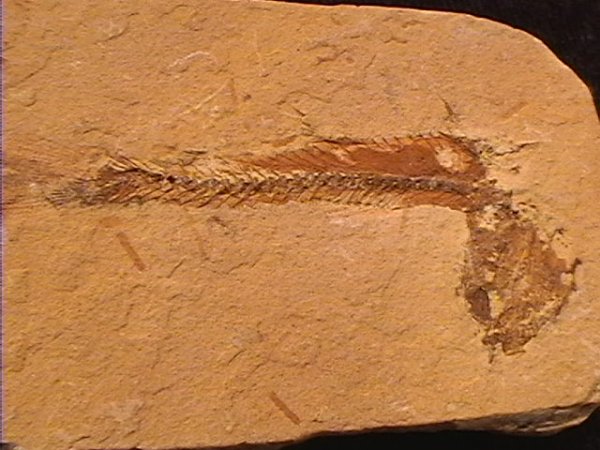 Fossil - Fish - Dastilbe - Bent