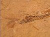 Fossil - Fish - Dastilbe - Bent