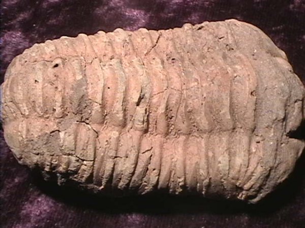 Fossil - Trilobite - Flexicalymene - 70mm