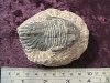 Fossil - Trilobite - Phacops - 55mm