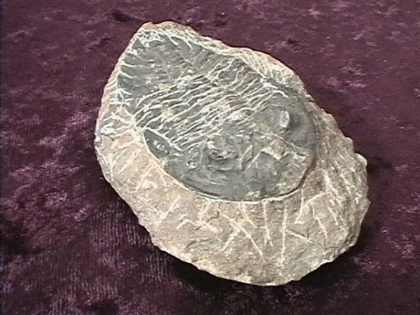 Fossil - Trilobite - Phacops - 65mm