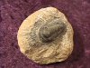 Fossil - Trilobite - Phacops - 25mm