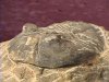 Fossil - Trilobite - Phacops - 65mm