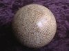 Sphere - Fossil Dinosaur Bone - 60mm