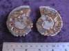 Fossil - Ammonite - Madagascar - Pair - 60mm