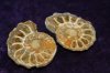 Fossil - Ammonite - Madagascar - Pair - 40mm