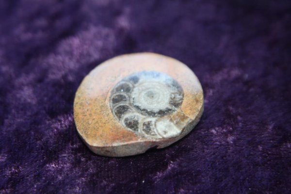 Fossil - Ammonite - Morocco