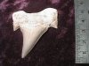 Fossil - Shark Tooth - Otodus - 45mm