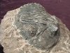 Fossil - Trilobite - Phacops - 55mm