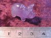 Figurine - Pig - Amethyst - 25mm
