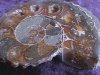 Fossil - Ammonite - Madagascar - Pair - 60mm