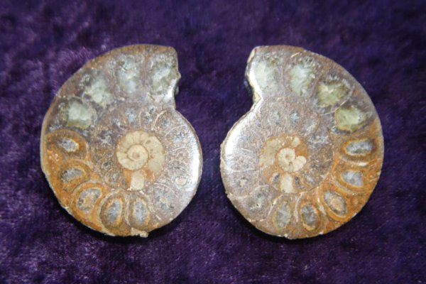 Fossil - Ammonite - Madagascar - Pair - 30mm
