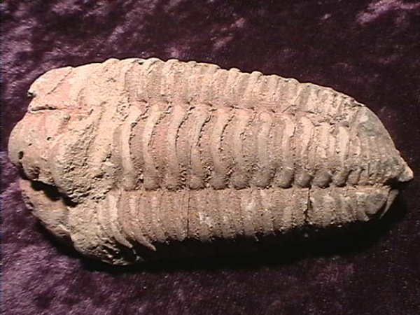 Fossil - Trilobite - Flexicalymene - 92mm