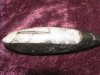 Fossil - Orthoceras - Small