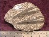 Fossil - Orthoceras - Large - Pair