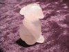 Figurine - Dog - Rose Quartz - 25mm