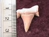 Fossil - Shark Tooth - Otodus - 22mm