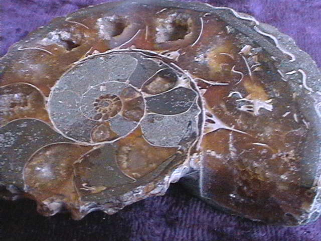 Fossil - Ammonite - Madagascar - Pair - 60mm - Click Image to Close