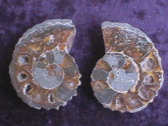 Fossil - Ammonite - Madagascar - Pair - 60mm - Click Image to Close