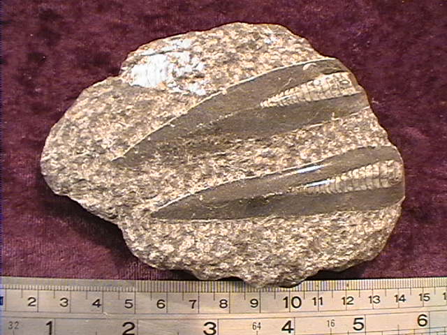 Fossil - Orthoceras - Large - Click Image to Close