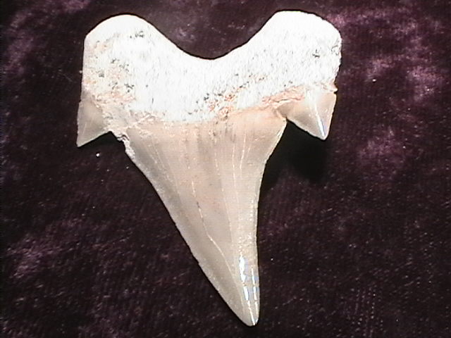 Fossil - Shark Tooth - Otodus - 45mm - Click Image to Close