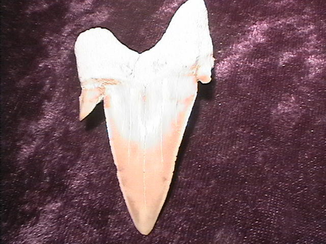 Fossil - Shark Tooth - Otodus - 50mm - Click Image to Close