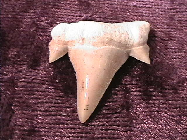 Fossil - Shark Tooth - Otodus - 22mm - Click Image to Close